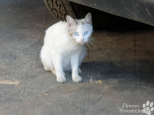 katzen19.png