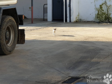 katzen6.png