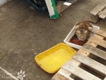 katzen1.png