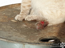 katzen10.png