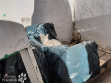 katzen7.png