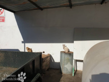 katzen2.png