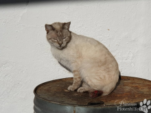 katzen8.png