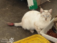katzen15.png