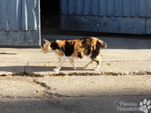 katzen5.png