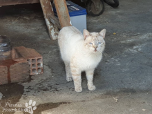 katzen12.png