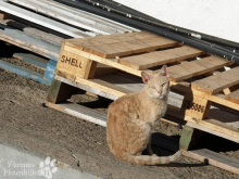katzen9.png