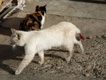 katzen22.png