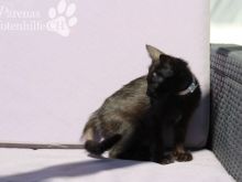 PEGGI5 (5) (Large).jpg