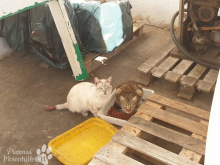 katzen23.png