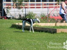 IMG_3516.JPG