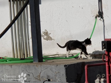 katzen14.png