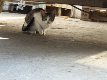 katzen21.png