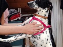 Pippa 5.jpg
