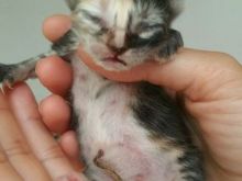 11173640_10204102597114386_1822211760_n.jpg