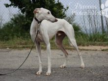 ARAMIS1 (37).jpg