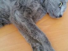 Grey1.jpg