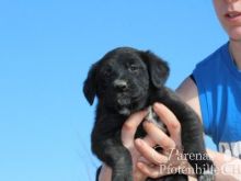 MISCHA (7) (Large).jpg