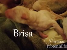 Brisa Namensbild.jpg
