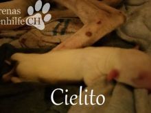 Cielito Namensbild.jpg