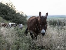 Huftiere-25.jpg