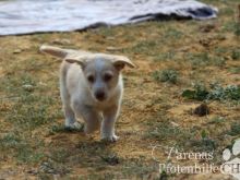 Lola (42) (Large).jpg