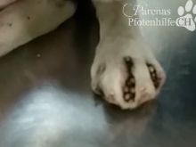 pongo 4.jpg