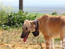 ADA (33) (Large).jpg