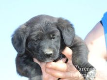 MISCHA (8) (Large).jpg
