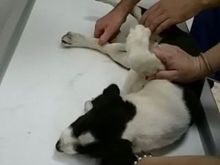 pongo 7.jpg