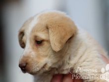 Lola (2) (Large).jpg