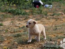 Lola (31) (Large).jpg