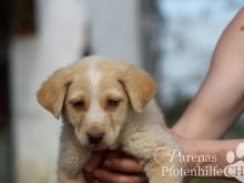 Lola (1) (Large).jpg