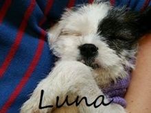 luna.jpg