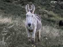Huftiere-35.jpg