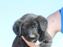MISCHA (11) (Large).jpg