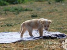 Lola (13) (Large).jpg