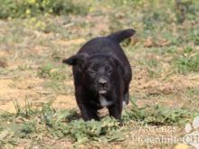 MISCHA (5) (Large).jpg