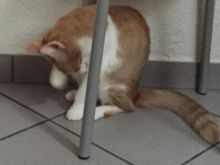 Penelope1.jpg