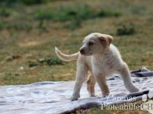 Lola (19) (Large).jpg