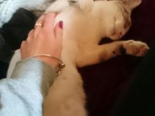 Merengue & Samba (6).JPG