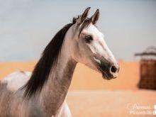 Turron_Video-9.jpg