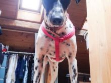 Pippa 3.jpg