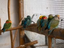 Vögel-2.jpg