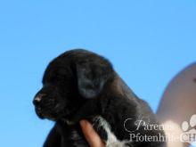 MISCHA (10) (Large).jpg