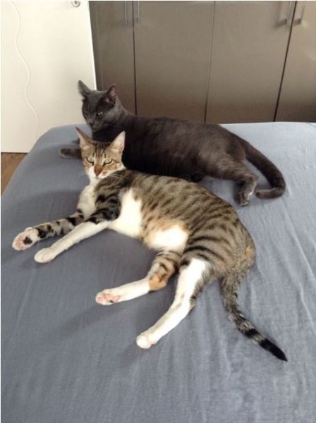 Bonito (neu Filou) & Leo.JPG
