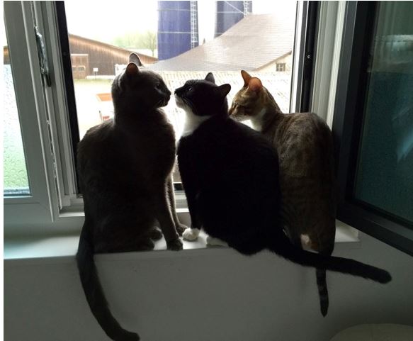 Bonito (neu Filou), Meite und Leo.JPG