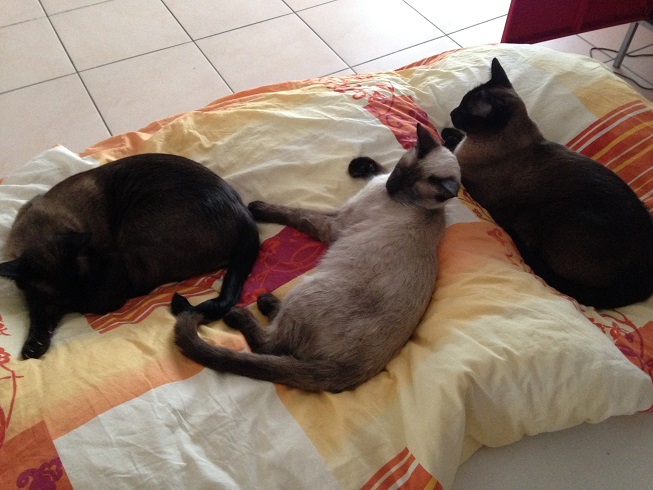 Bonito mit Katzenfamilie.jpg